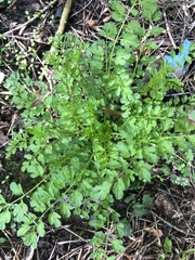 Cardamine impatiens
