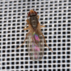 Scaptomyza graminum