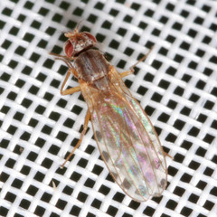 Scaptomyza graminum
