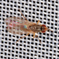 Scaptomyza graminum