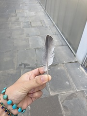 Streptopelia decaocto