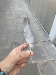 Streptopelia decaocto