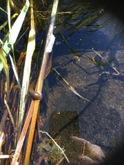 Erpobdella octoculata