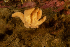 Allostichaster capensis
