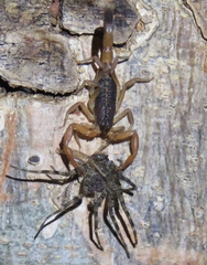Centruroides edwardsii