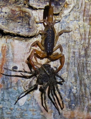 Centruroides edwardsii