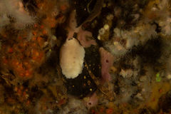 Diaulula punctuolata