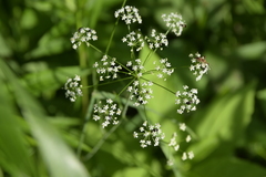 Perideridia americana