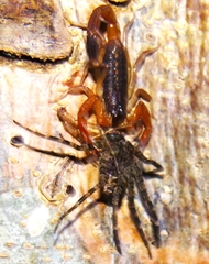 Centruroides edwardsii