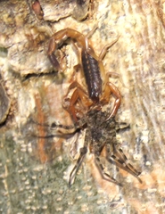 Centruroides edwardsii