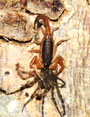 Centruroides edwardsii