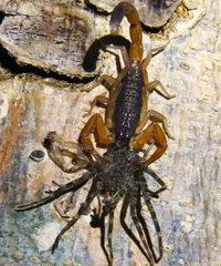 Centruroides edwardsii
