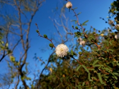 Mimosa sprengelii
