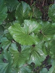 Ligularia sibirica
