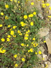 Potentilla sphenophylla