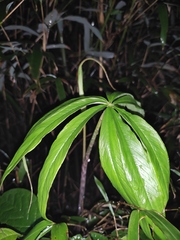 Arisaema erubescens