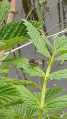 Eristalinus sepulchralis