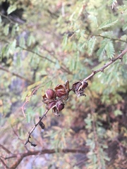 Mimosa farinosa