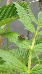 Eristalinus sepulchralis