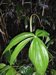 Arisaema erubescens