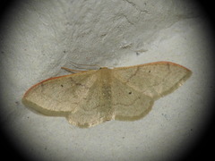Idaea degeneraria