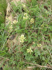 Astragalus fragrans