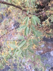 Mimosa farinosa