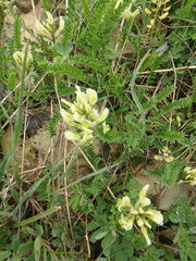 Astragalus fragrans