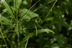 Perideridia americana