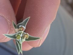 Euphorbia acuta
