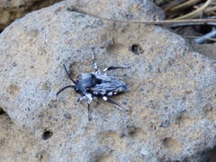 Melecta curvispina
