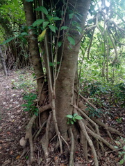 Bravaisia integerrima