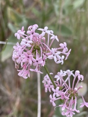 Asperula hirsuta