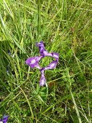 Iris tenax tenax