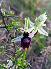 Ophrys bertolonii