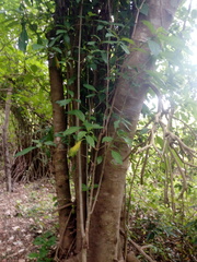 Bravaisia integerrima