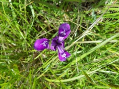 Iris tenax tenax