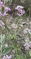 Asperula hirsuta