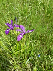 Iris tenax tenax