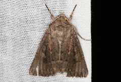 Dasygaster padockina