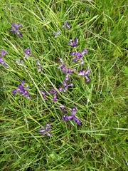 Iris tenax tenax