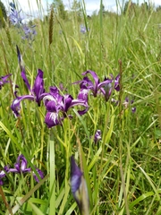 Iris tenax tenax