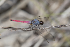 Orthetrum migratum