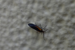 Mathildana newmanella