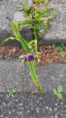 Tradescantia virginiana