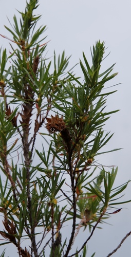 Image of Cliffortia heterophylla by (c) Tony Rebelo, some rights reserved (CC BY-SA)