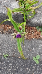 Tradescantia virginiana