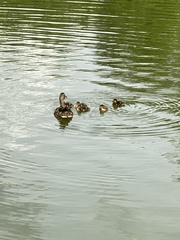 Anas platyrhynchos