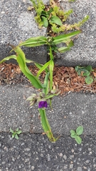 Tradescantia virginiana