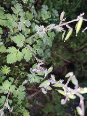 Corydalis incisa